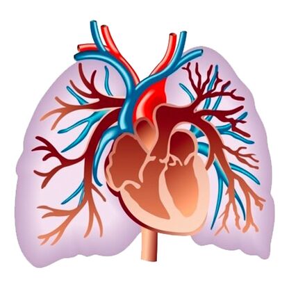 Effekt vum Pulsactive op de kardiovaskuläre System